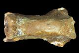 Fossil Dinosaur Caudal Vertebra - Morocco #144828-2
